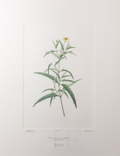 Banks Florilegium, Part 8, Plate 163