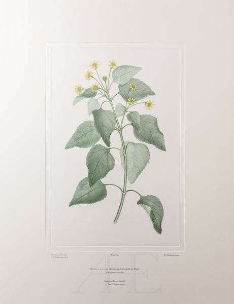 Banks Florilegium, Part 8, Plate 164