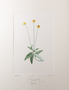 Banks Florilegium, Part 8, Plate 165