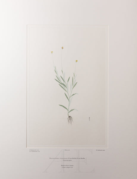 Banks Florilegium, Part 8, Plate 166