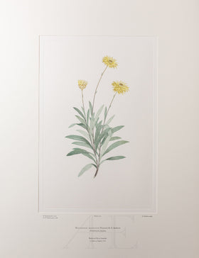 Banks Florilegium, Part 8, Plate 167