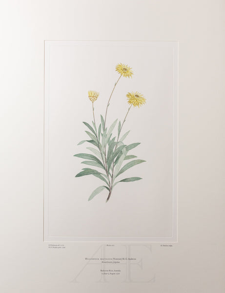 Banks Florilegium, Part 8, Plate 167