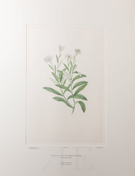 Banks Florilegium, Part 8, Plate 168