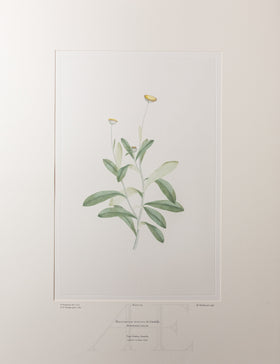 Banks Florilegium, Part 8, Plate 169