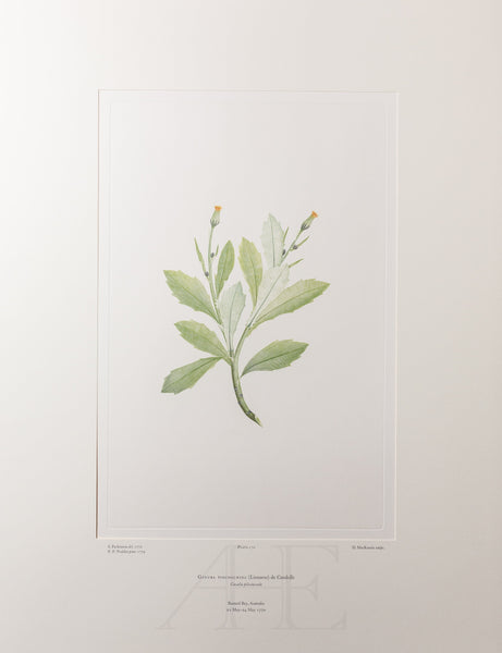 Banks Florilegium, Part 8, Plate 170