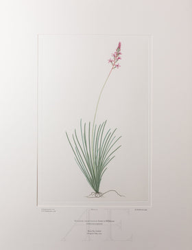 Banks Florilegium, Part 8, Plate 171