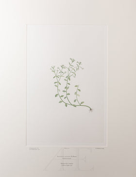 Banks Florilegium, Part 8, Plate 172