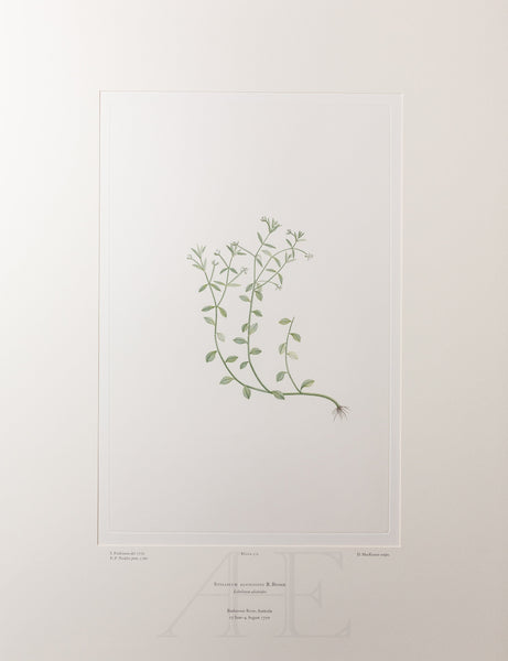 Banks Florilegium, Part 8, Plate 172