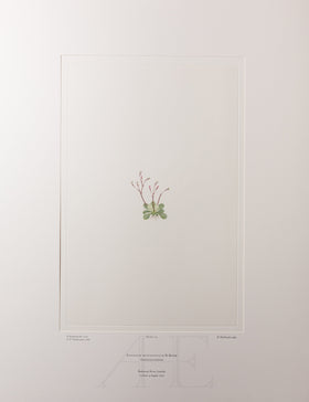 Banks Florilegium, Part 8, Plate 173