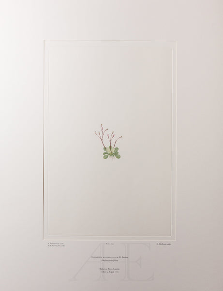 Banks Florilegium, Part 8, Plate 173