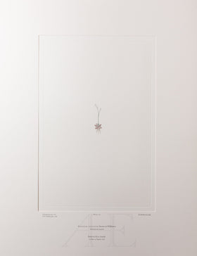 Banks Florilegium, Part 8, Plate 174