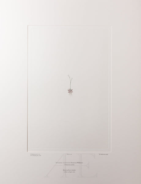 Banks Florilegium, Part 8, Plate 174