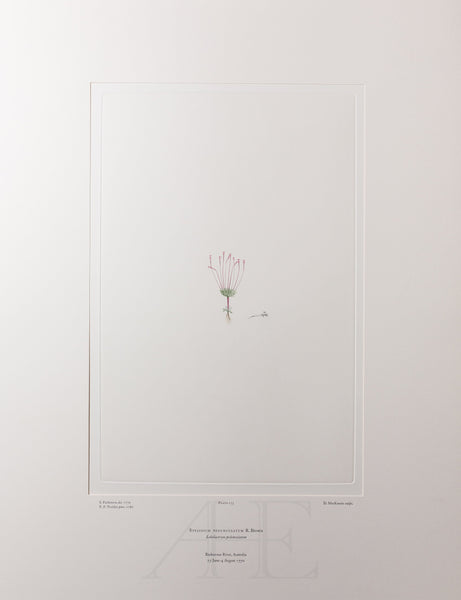 Banks Florilegium, Part 8, Plate 175