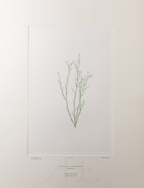 Banks Florilegium, Part 8, Plate 176