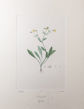 Banks Florilegium, Part 8, Plate 177