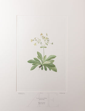 Banks Florilegium, Part 8, Plate 178