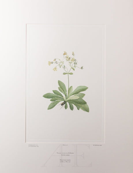 Banks Florilegium, Part 8, Plate 178