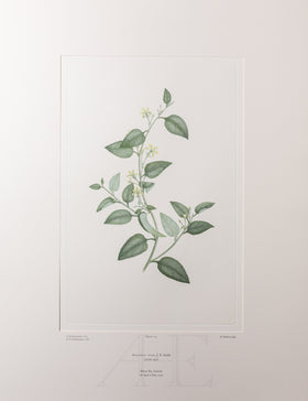 Banks Florilegium, Part 8, Plate 179