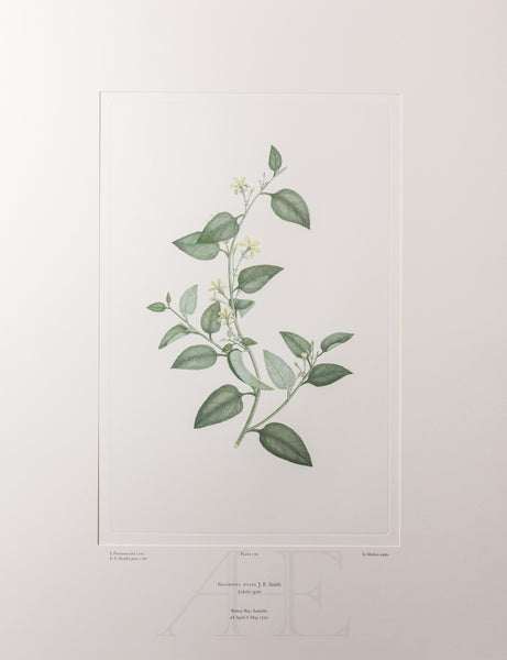 Banks Florilegium, Part 8, Plate 179