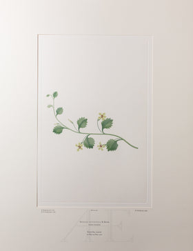 Banks Florilegium, Part 8, Plate 180