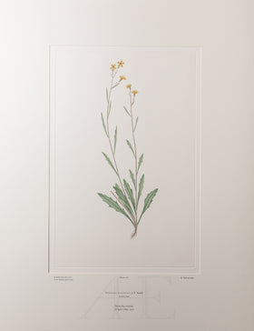 Banks Florilegium, Part 9, Plate 181