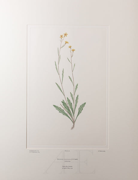 Banks Florilegium, Part 9, Plate 181