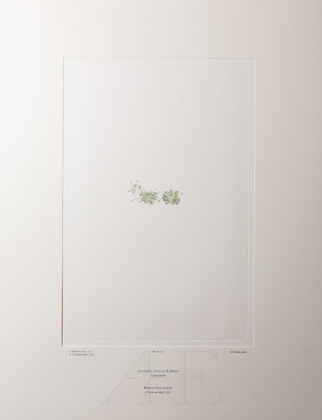 Banks Florilegium, Part 9, Plate 182