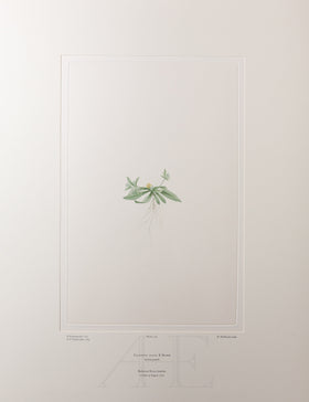 Banks Florilegium, Part 9, Plate 183