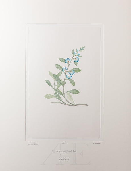 Banks Florilegium, Part 9, Plate 184