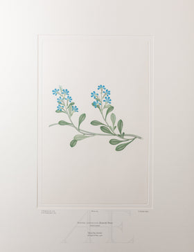 Banks Florilegium, Part 9, Plate 185