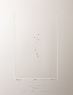 Banks Florilegium, Part 9, Plate 186