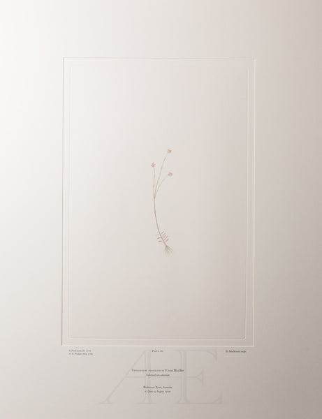 Banks Florilegium, Part 9, Plate 186