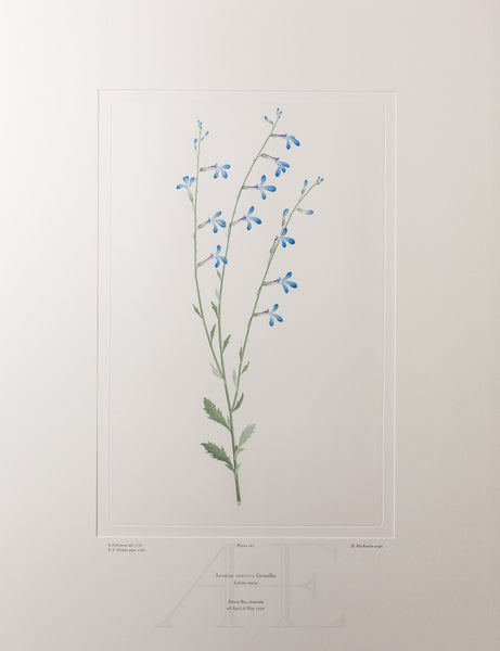 Banks Florilegium, Part 9, Plate 187