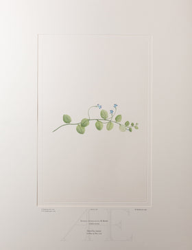 Banks Florilegium, Part 9, Plate 188