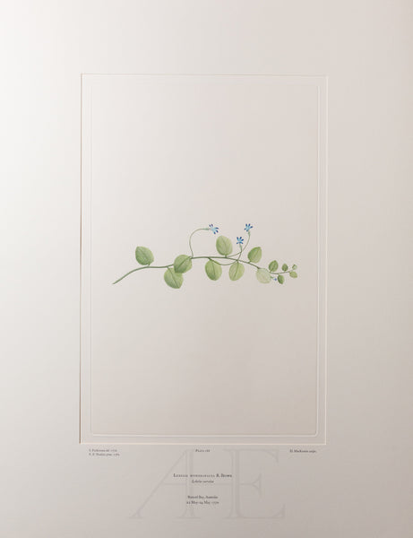 Banks Florilegium, Part 9, Plate 188