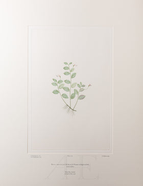 Banks Florilegium, Part 9, Plate 189