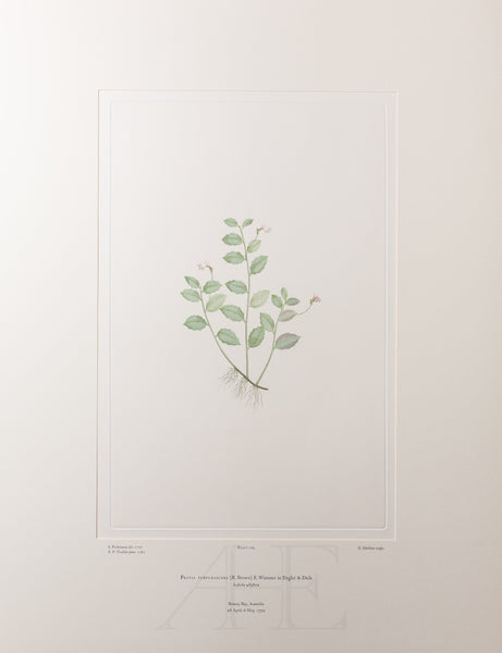 Banks Florilegium, Part 9, Plate 189