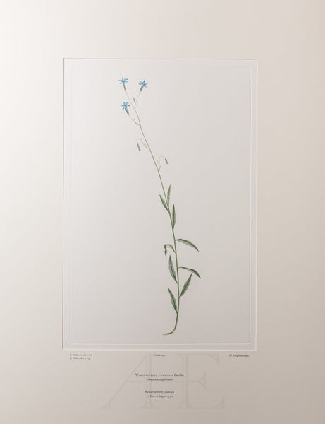 Banks Florilegium, Part 9, Plate 190