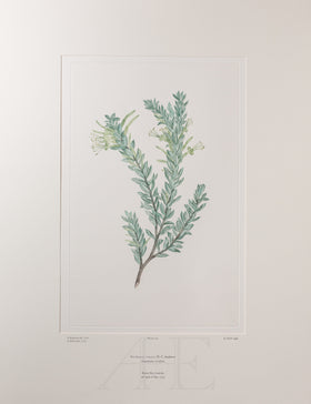 Banks Florilegium, Part 9, Plate 191