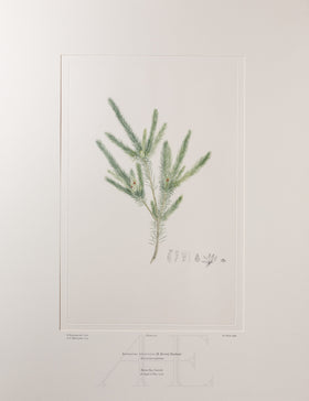 Banks Florilegium, Part 9, Plate 192