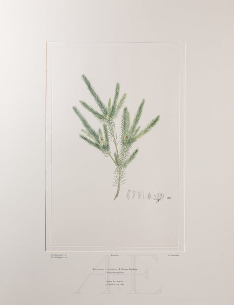 Banks Florilegium, Part 9, Plate 192