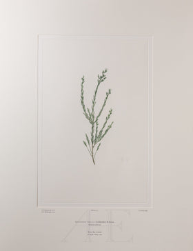 Banks Florilegium, Part 9, Plate 193