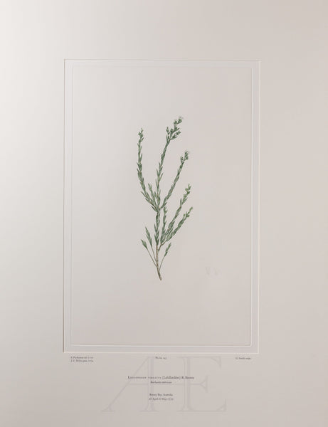 Banks Florilegium, Part 9, Plate 193