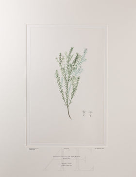 Banks Florilegium, Part 9, Plate 194