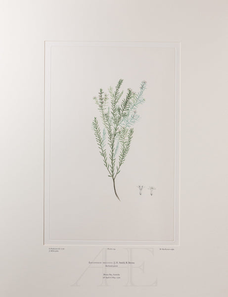 Banks Florilegium, Part 9, Plate 194