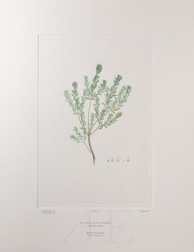 Banks Florilegium, Part 9, Plate 195