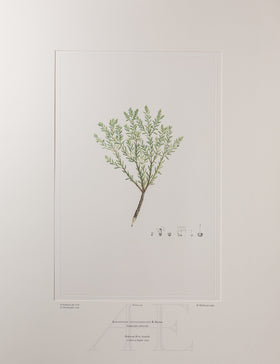 Banks Florilegium, Part 9, Plate 196