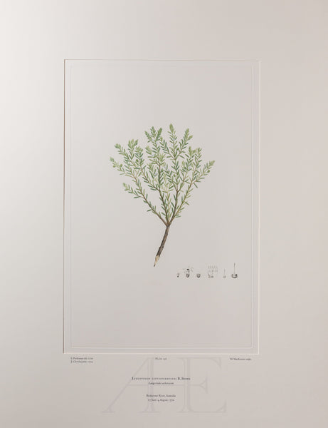 Banks Florilegium, Part 9, Plate 196