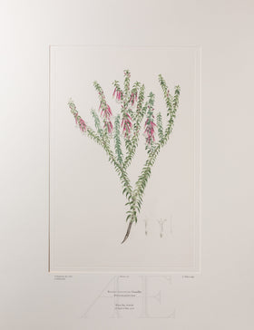 Banks Florilegium, Part 9, Plate 197