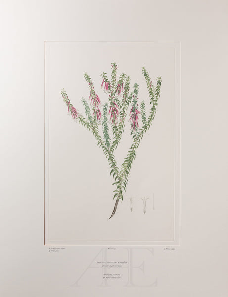Banks Florilegium, Part 9, Plate 197